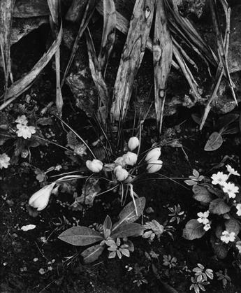 PAUL STRAND (1890-1976) Paul Strand: Portfolio Two--The Garden.